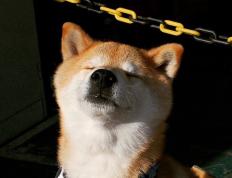 开云体育官方网站-补时绝杀！加克波头槌定乾坤，英格兰惊险驯服北欧驯鹿