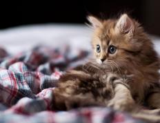 开云APP-恩比德关键先生显神威，活塞一波流击溃勇士夺胜