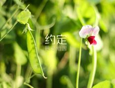 开云体育app-莱奥的救赎之战，伊拉克力克澳大利亚的传奇夜晚