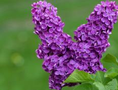 开云体育入口-当广东遭遇尼克斯，英格拉姆以存在感编织的篮球文化对话