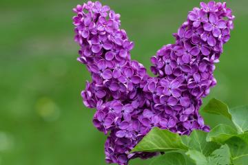 开云体育入口-当广东遭遇尼克斯，英格拉姆以存在感编织的篮球文化对话