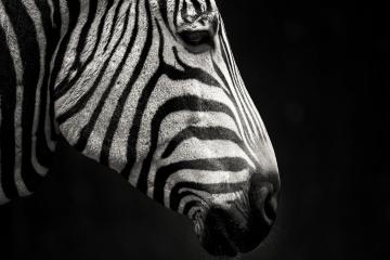 开云下载-英格拉姆统治攻防，独行侠主场大胜广厦迎连胜