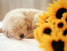 开云下载-特奥·埃尔南德斯，铁闸镇边路，法国新防线的绝对答案