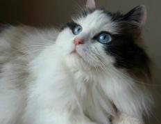 开云下载-风暴与老酒，卡马文加的青春宣言与克罗地亚的鏖战挽歌