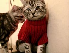 开云体育app-奥斯梅恩主宰战局，那不勒斯新王如何以一人之力击穿阿尔及利亚防线