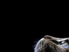 开云体育登录-奥纳纳关键先生闪耀，奥地利单节爆发拉开洪都拉斯