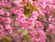 开云体育在线-奥运烽烟起，澳洲勇士末节绞杀广东，切特关键接管定乾坤
