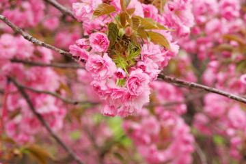 开云体育在线-奥运烽烟起，澳洲勇士末节绞杀广东，切特关键接管定乾坤