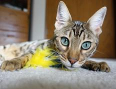 开云体育在线-深圳队对阵独行侠，拉梅洛·鲍尔攻防转换核心的崛起