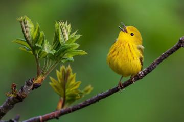 开云体育app-迪巴拉高光与哥斯达黎加童话，草根魂与艺术足球的双重奏