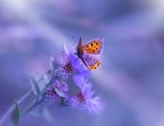 开云官网-勒沃库森之盾vs洪都拉斯之矛，罗德里戈在美加墨世界杯的战术接管