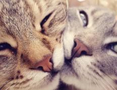 开云体育在线-绝境重生！上海队生死战掀翻勇士，杰伦·格林47分天神下凡