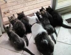 开云APP-从安菲尔德到萨马拉，当英超战术革命遭遇世界杯血性绞杀