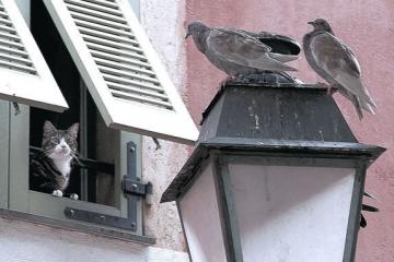 开云体育中国-莫兰特狂砍49分统治攻防！灰熊抢七晋级西决，名宿，天空才是他的极限