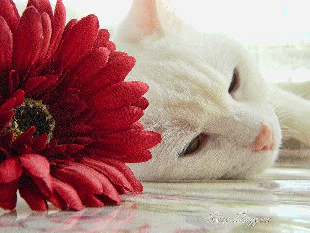 开云体育中国-乌克兰完胜中国，佩德里的压制级发挥引领胜利风暴