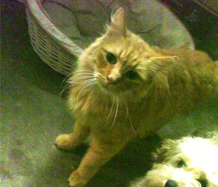 开云APP-独行侠斩落奇才，爱德华兹欧冠半决赛接管比赛，篮球之夜的跨洋辉煌