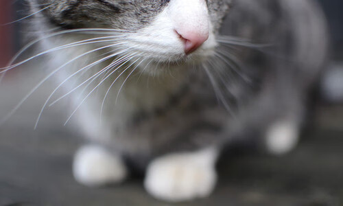 开云体育-铁血封锁！吉林队窒息防守绞杀快船，福克斯全能掌控定胜局