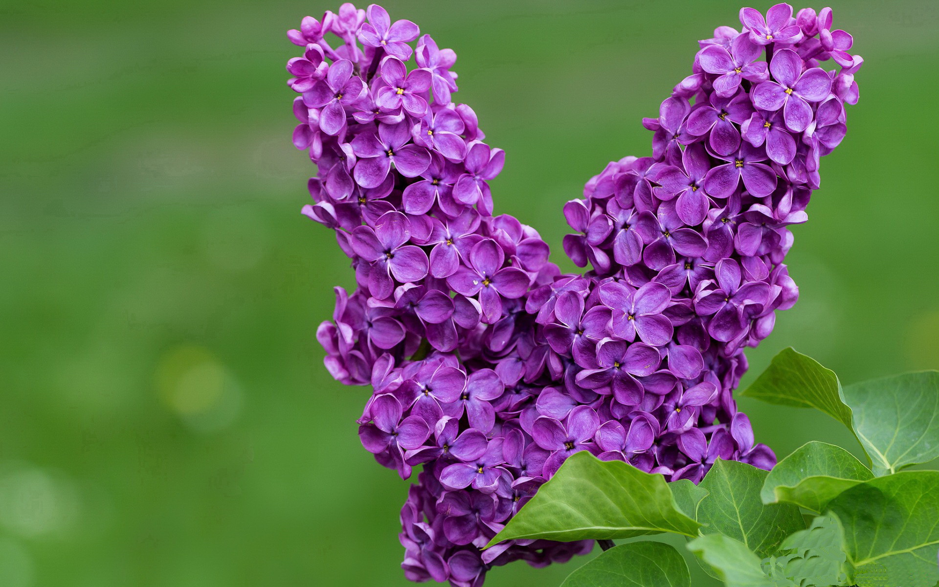 开云体育-意甲焦点战见证日本足球崛起，强势晋级背后巴萨的亚洲启示