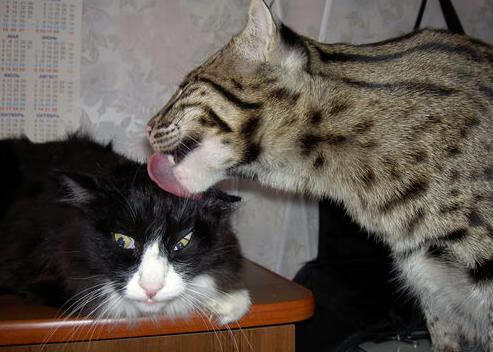 开云体育app-当希腊怪兽遭遇东方巨龙，慈善夜上海队如何用智慧捆住76人的翅膀