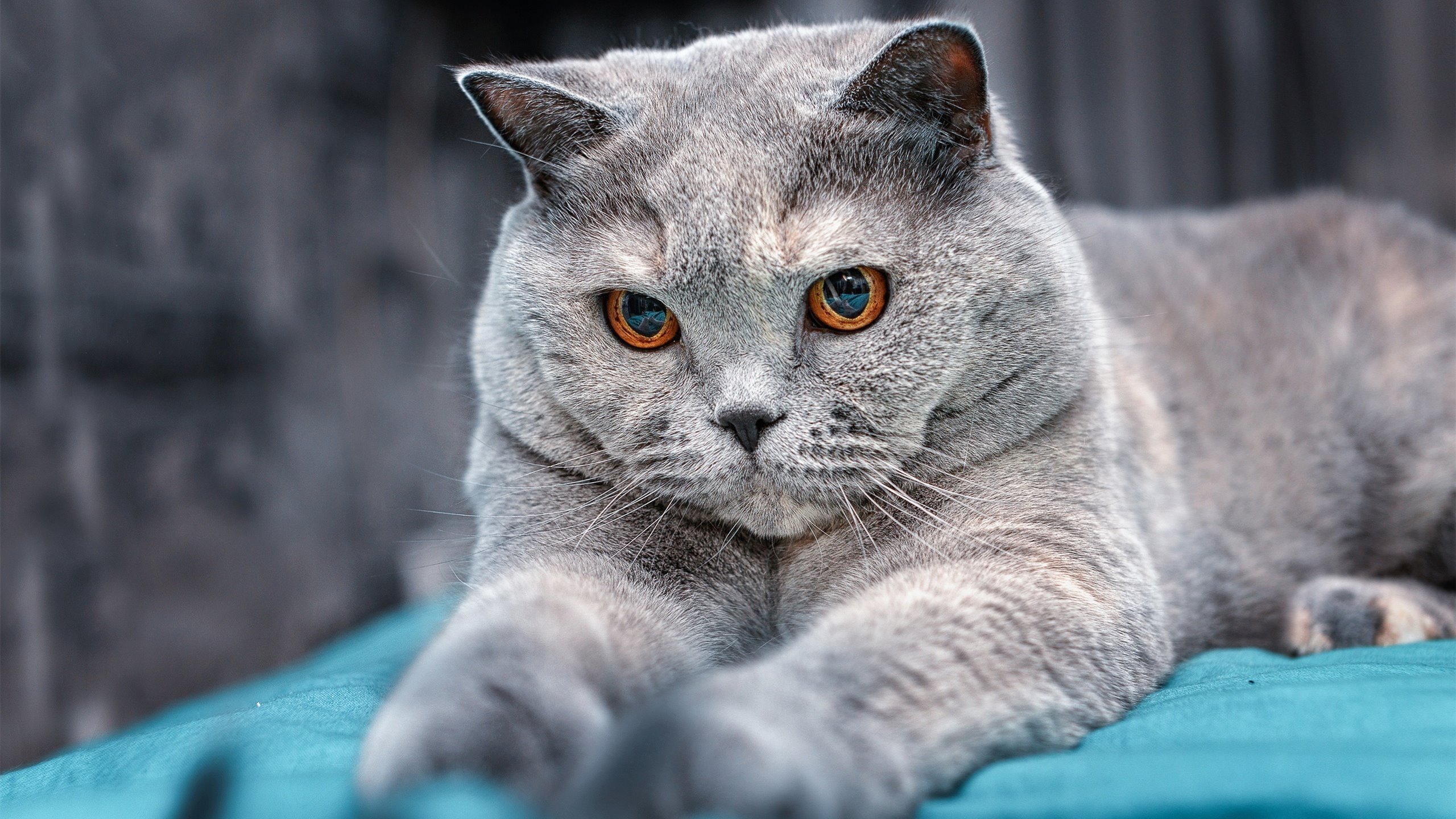 开云体育入口-文班亚马爆发！底特律活塞一波流带走雄鹿，青年军宣告崛起