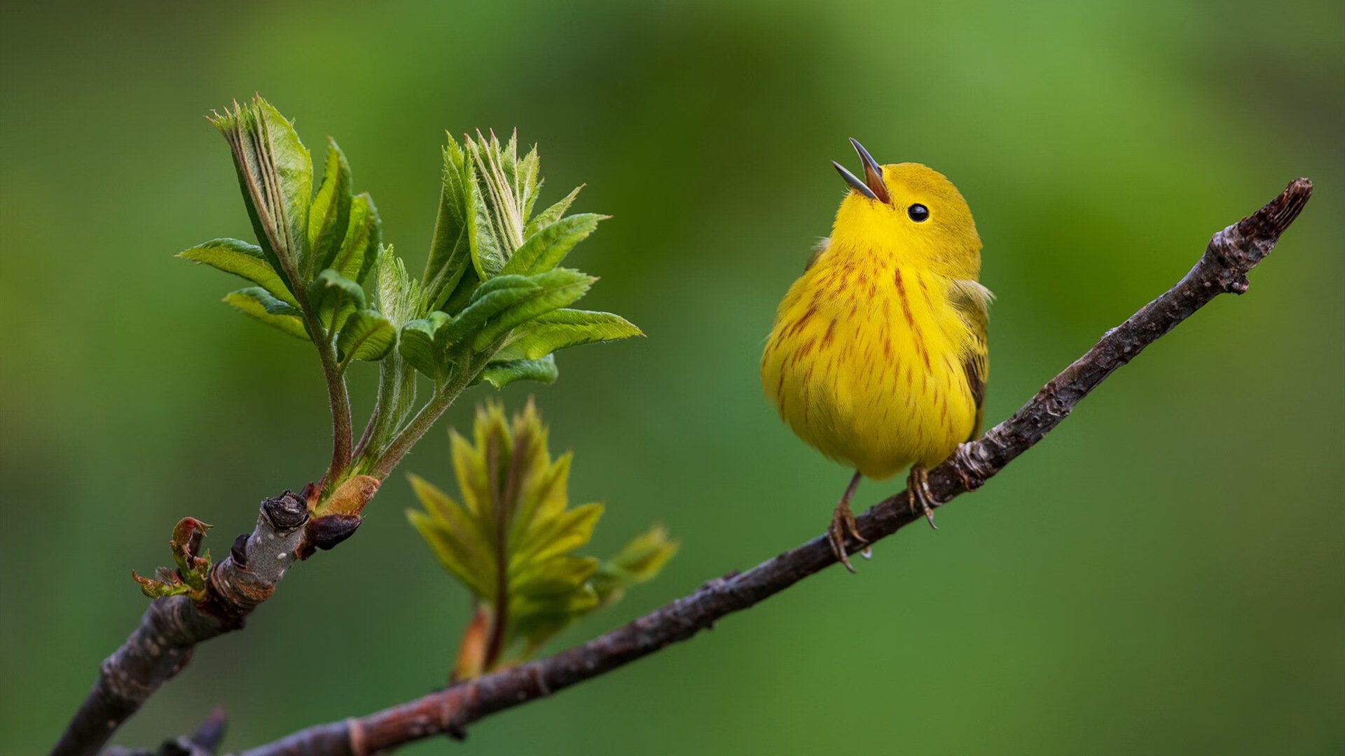 开云体育下载-关键先生哈登助黄蜂轻取魔术，费城遗珠夏洛特闪光