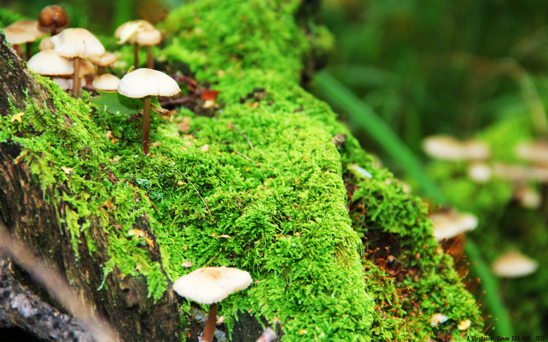 开云体育官方网站-莱奥连续得分拉开差距，中国队生死战力克塞维利亚