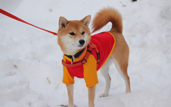 开云体育app-篮球场上的魔术师,拉梅洛·鲍尔如何用得分狂潮击溃广厦防线