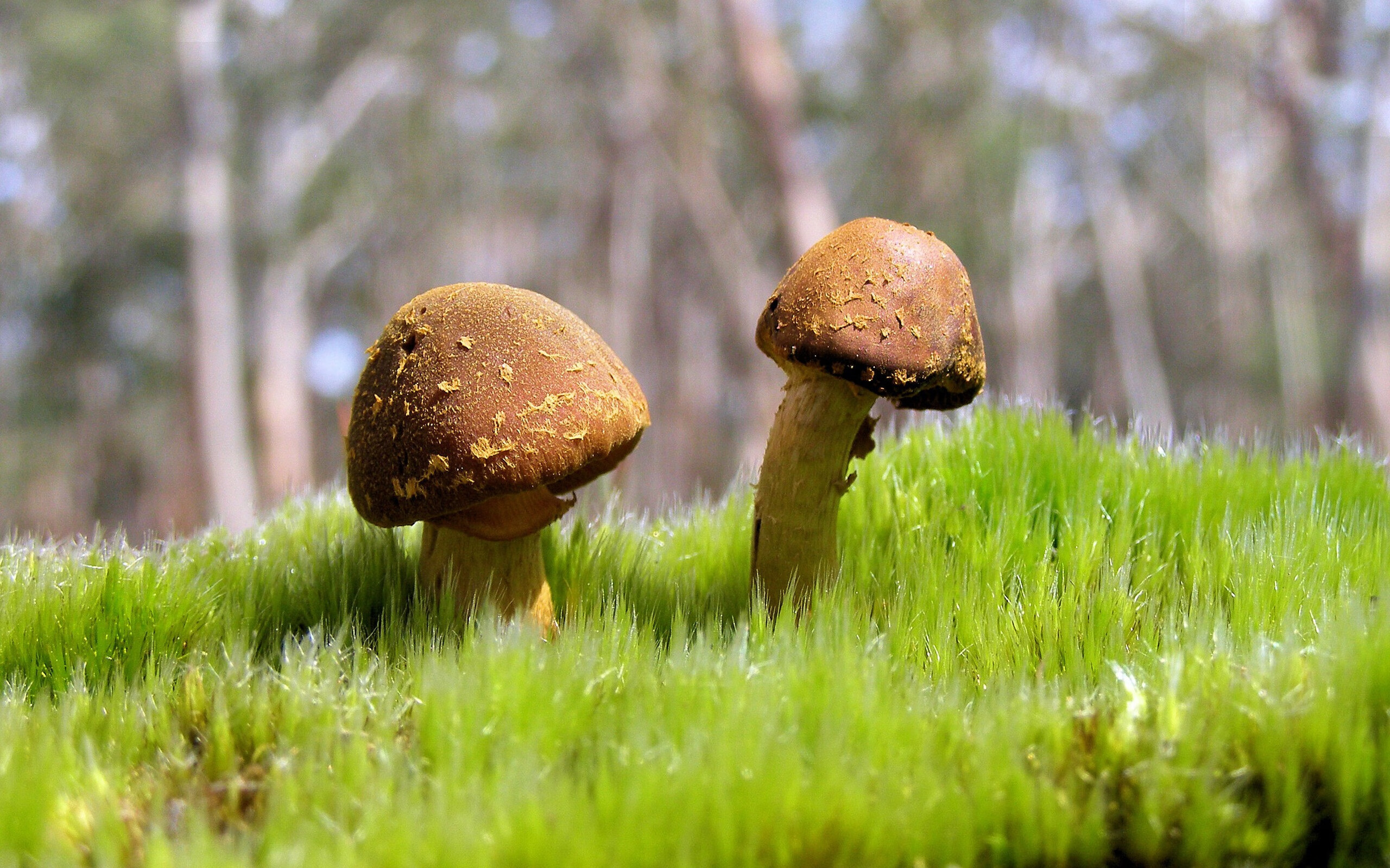 开云体育登录-双星闪耀夜，福克斯的狂飙与费城的浪潮