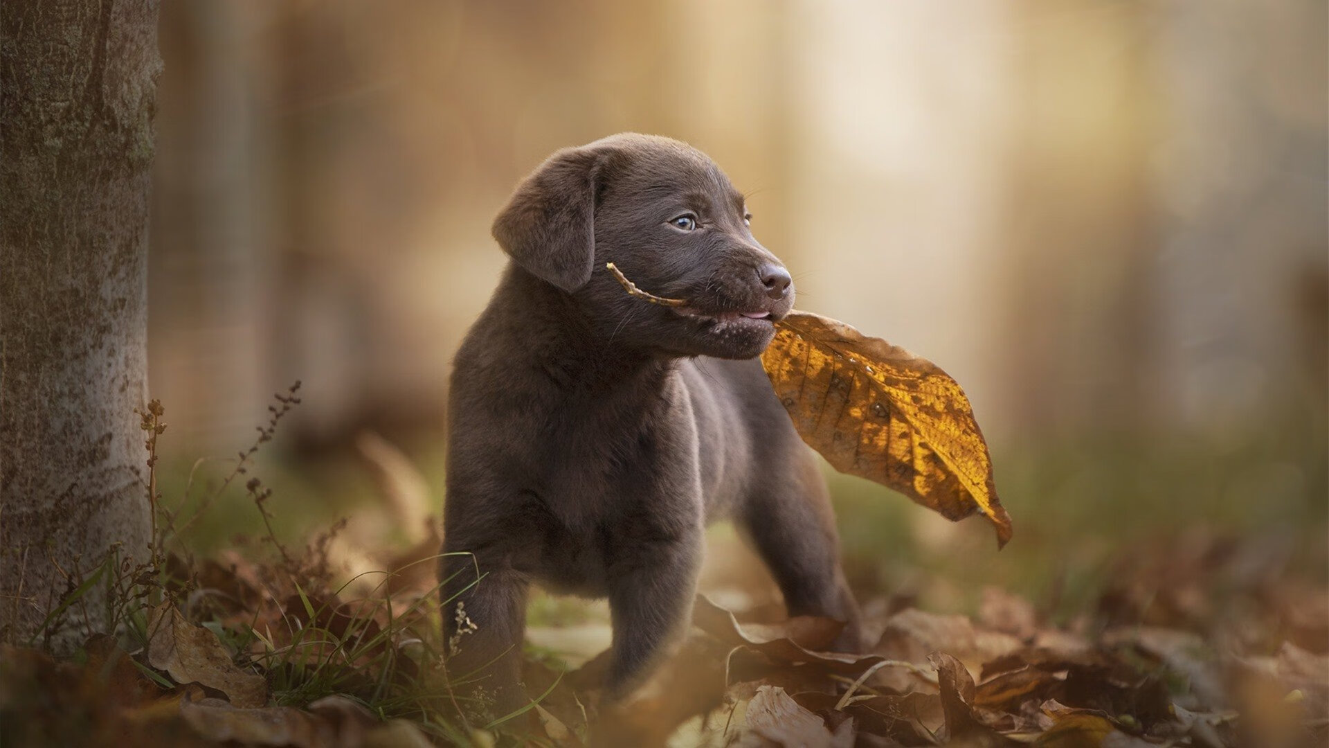 开云体育官方网站-哈登末节关键先生定乾坤，掘金险胜独行侠迎关键胜利