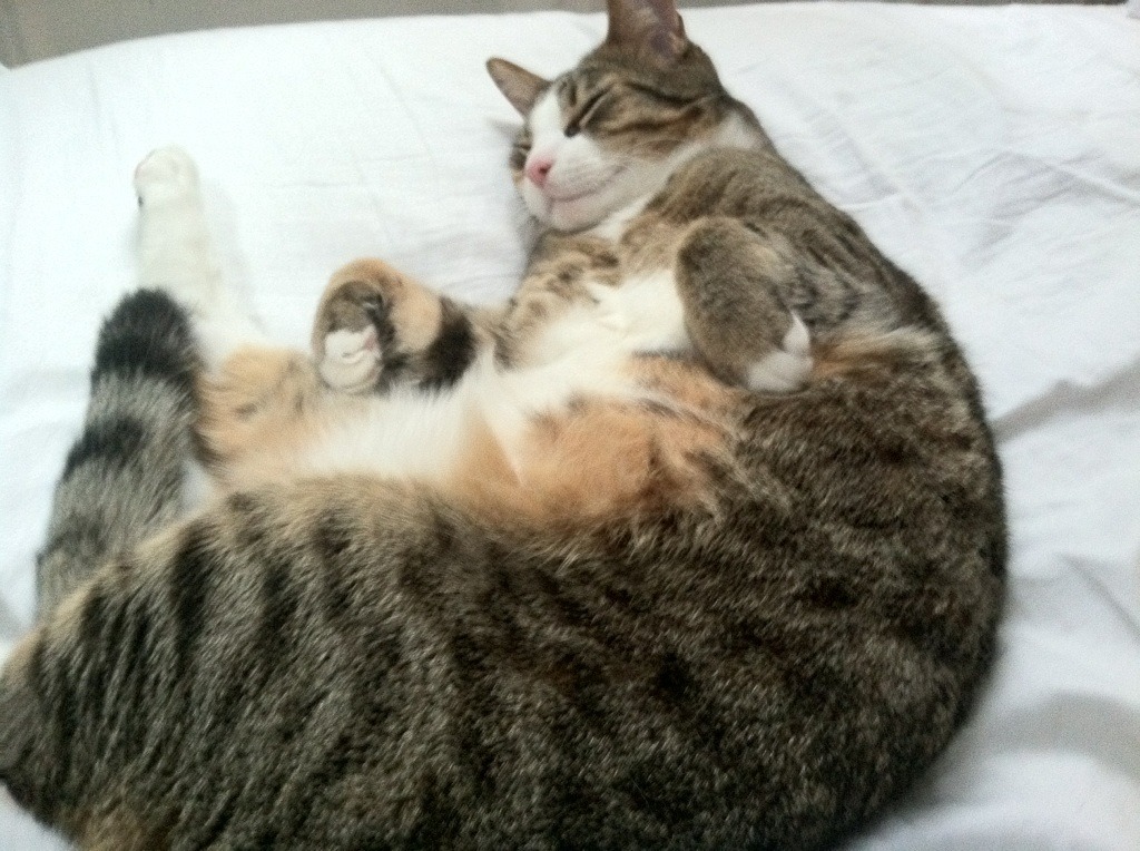 开云体育登录-闪耀的孤星，迪亚斯用巨星之光照亮洪都拉斯的生死之路