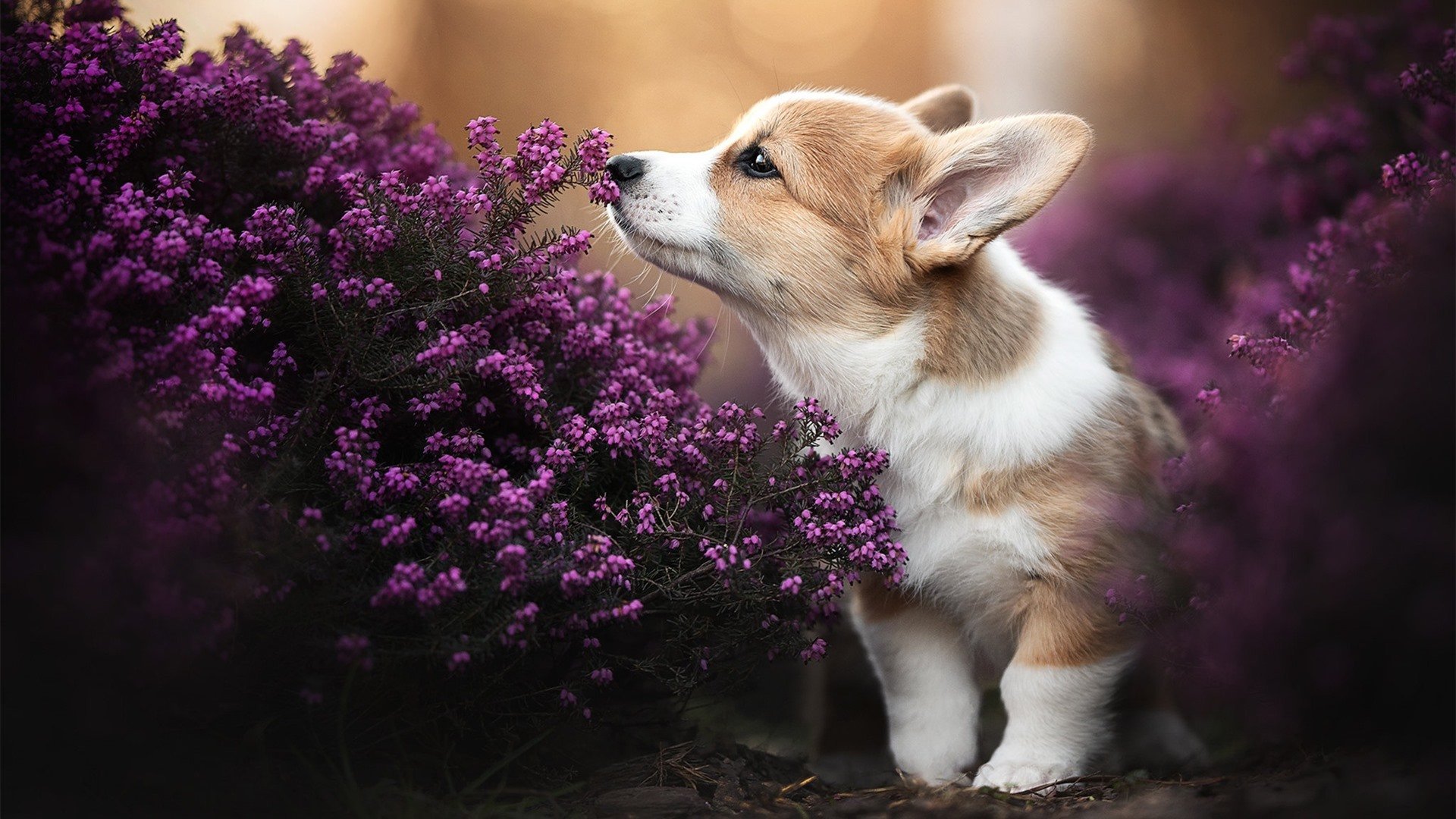 开云下载-英格拉姆统治攻防，独行侠主场大胜广厦迎连胜
