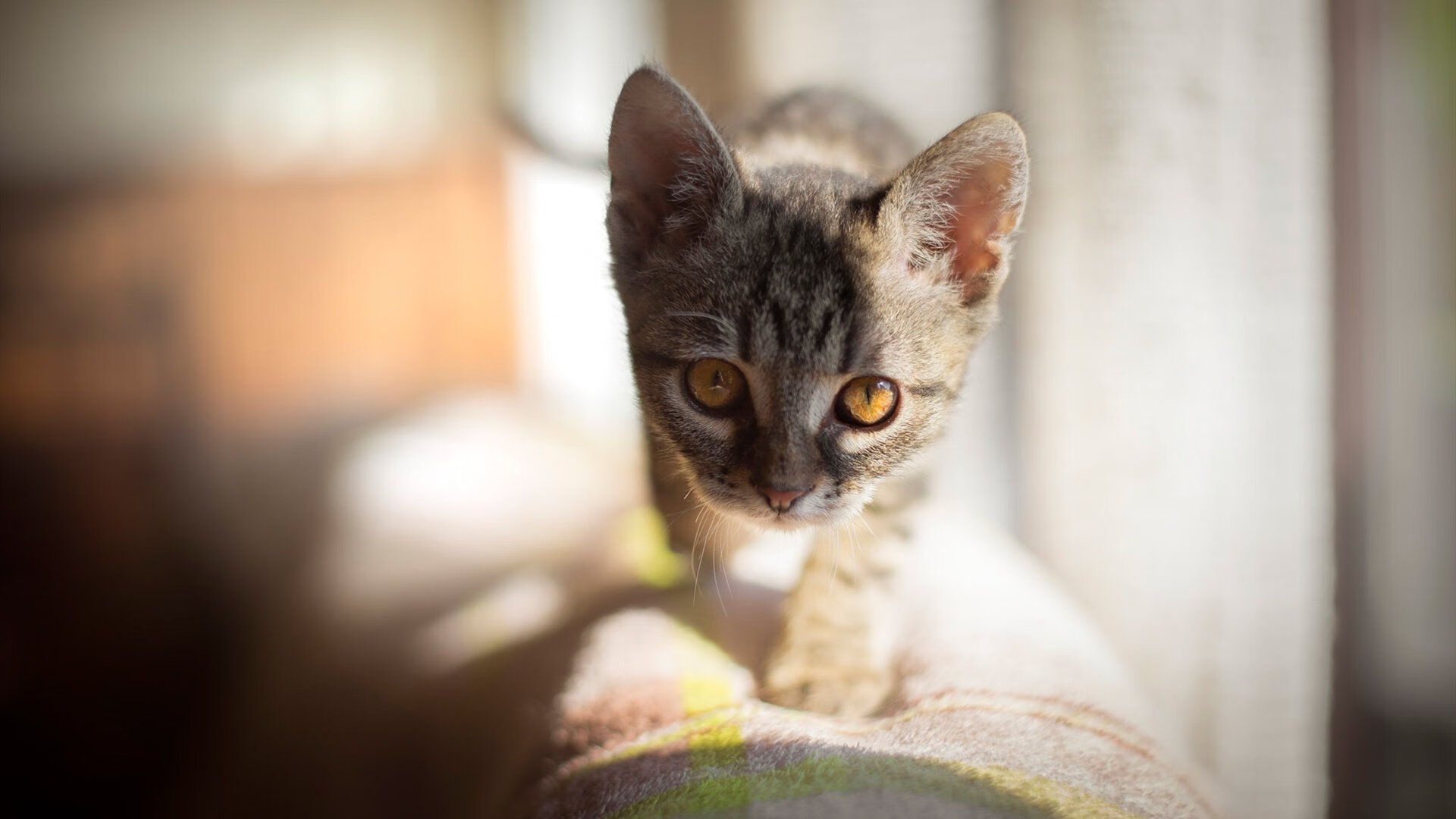 开云体育官方网站-孤胆英雄!保罗扛起全队,开拓者险胜尼克斯