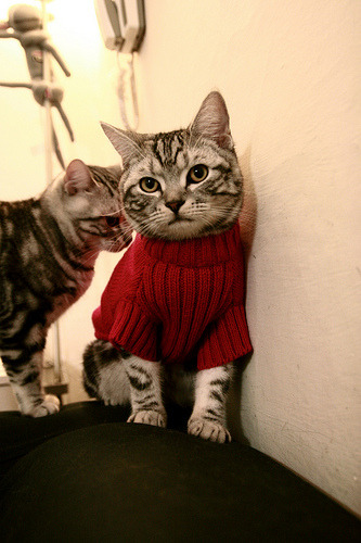 开云体育app-奥斯梅恩主宰战局,那不勒斯新王如何以一人之力击穿阿尔及利亚防线