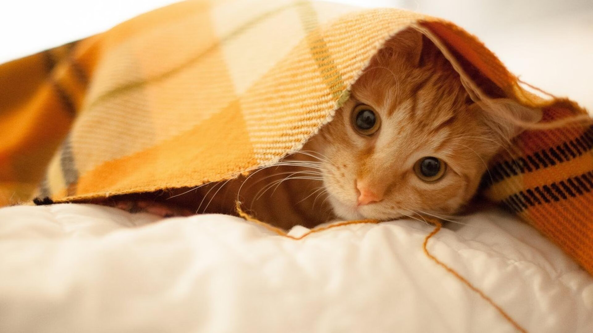 开云体育-阿拉巴状态火热背后，哥斯达黎加的战术铁链如何勒住德国战车的咽喉？