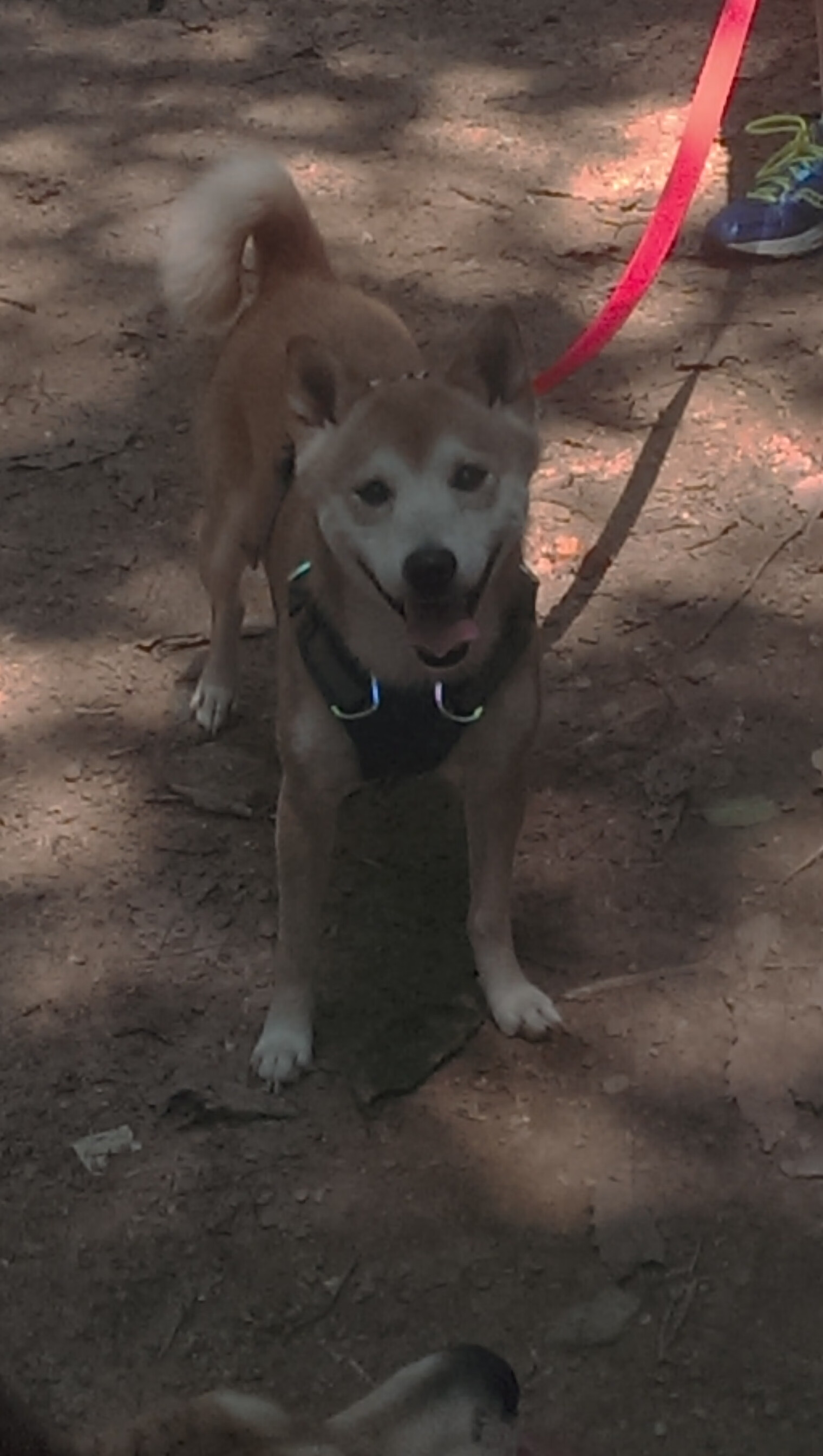 开云体育在线-欧冠淘汰赛焦点战,摩洛哥劲旅完胜安哥拉对手,展现非洲足球新格局