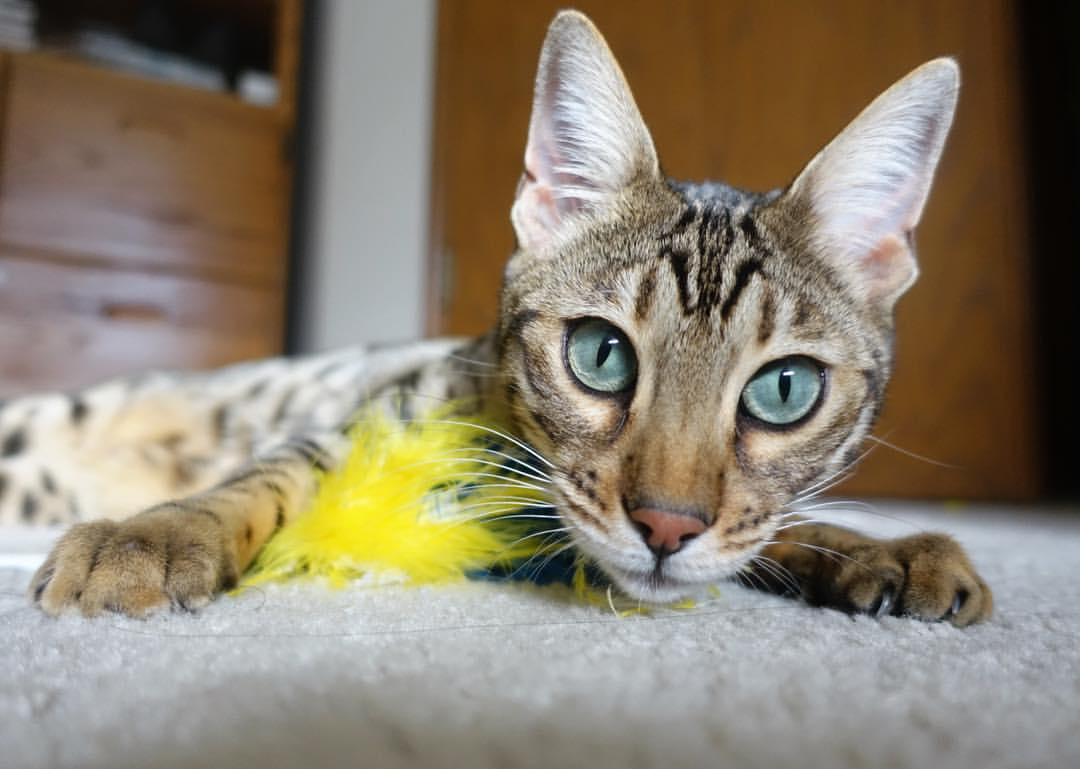 开云体育在线-深圳队对阵独行侠，拉梅洛·鲍尔攻防转换核心的崛起