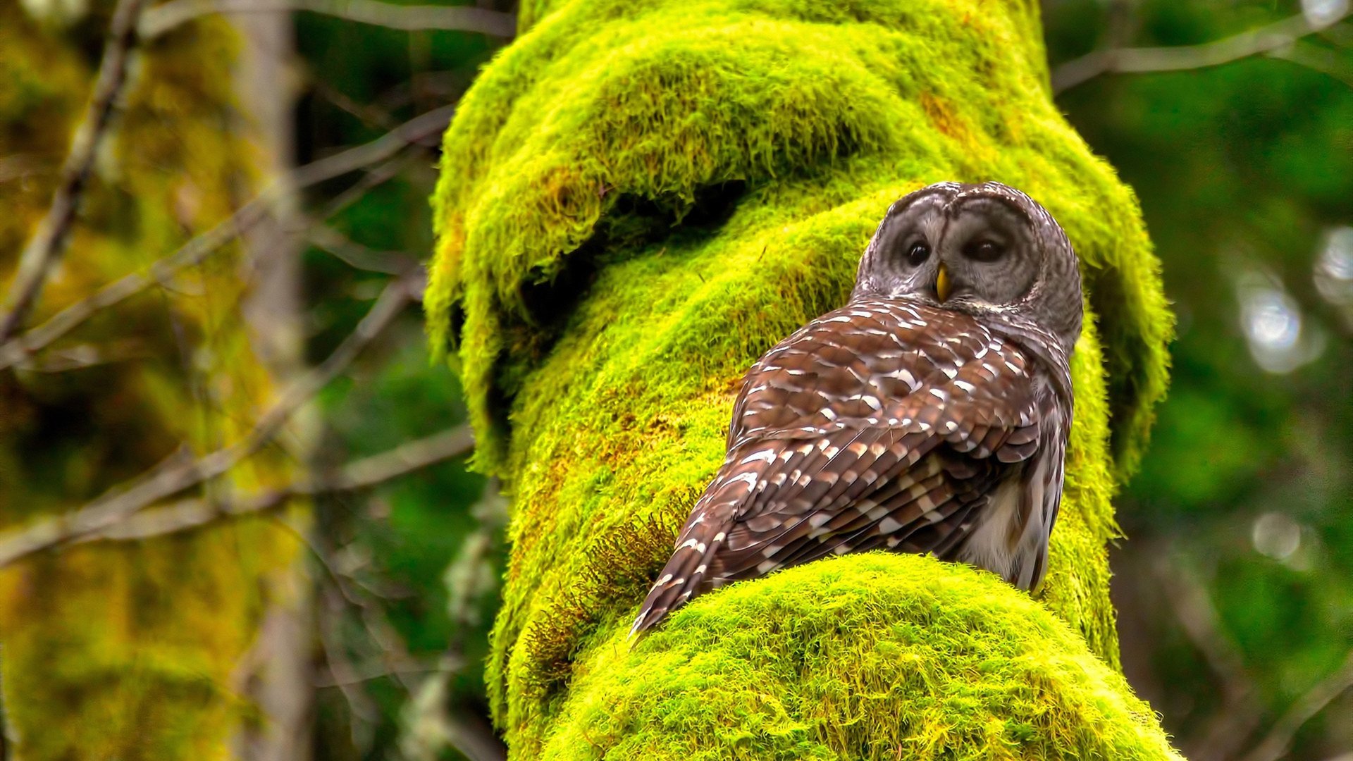 开云体育平台APP-爵士狂胜尼克斯，贝恩关键先生闪耀全场