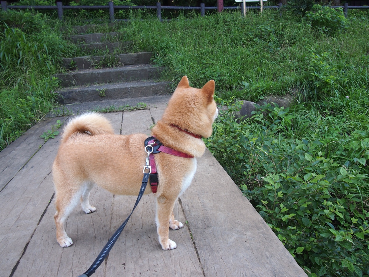 开云官网-切尔西火力全开压制塞维利亚，布鲁诺令对手完全无解