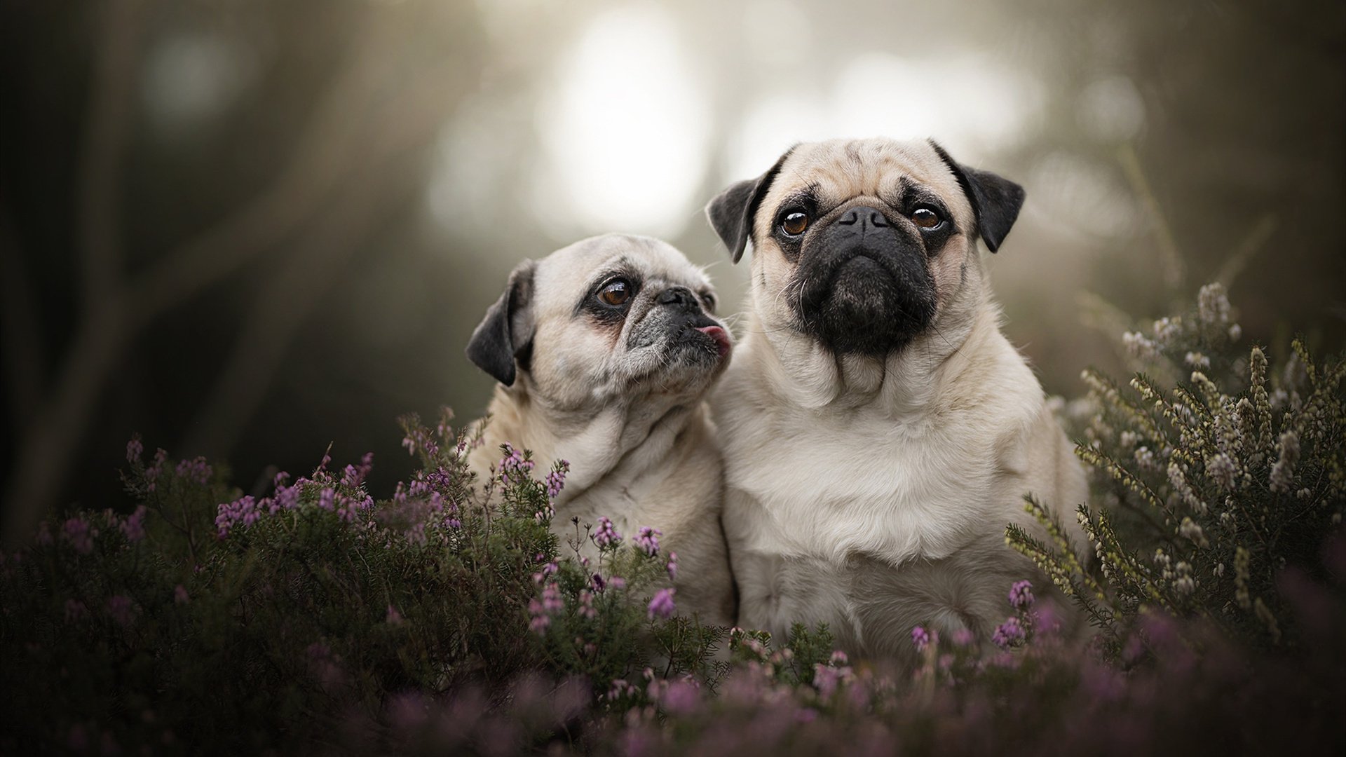 开云体育入口-世界排名争夺战焦点战，国王重压之下火箭熄火